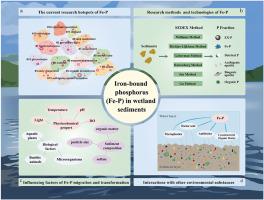 Recent advances on iron bound phosphorus in wetland sediments: characteristics, influencing factors, interactions with organic matter and emerging contaminants