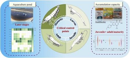 Critical control points in Penaeus vannamei aquaculture: Dynamic tracking and comprehensive risk assessment of antibiotics