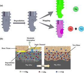 Metabolic behavior of the degradation products of magnesium alloys in bone tissue