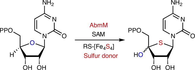 Radical S-adenosyl-l-methionine FeS cluster implicated as the sulfur donor during albomycin biosynthesis