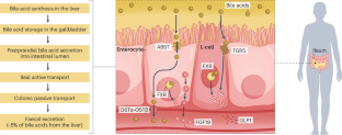 Bile acids in the crosshairs for hypoglycaemia after gastric bypass