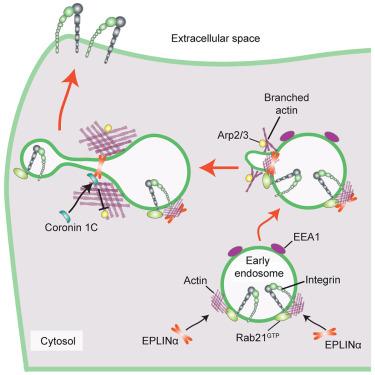 EPLINα controls integrin recycling from Rab21 endosomes to drive breast cancer cell migration