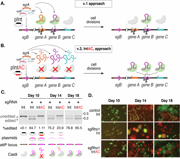 Higher resolution pooled genome-wide CRISPR knockout screening in Drosophila cells using integration and anti-CRISPR (IntAC)