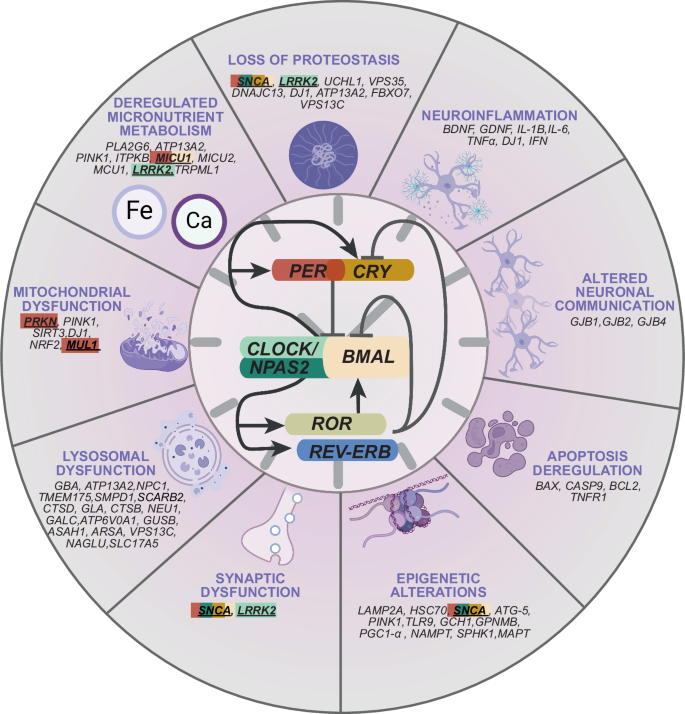 Circadian clock dysfunction in Parkinson’s disease: mechanisms, consequences, and therapeutic strategy