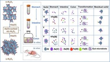 Arsenic bioavailability and transformation from As(V)-sorbed aluminum oxides: The influence of Fe(III) and human gut microbiota