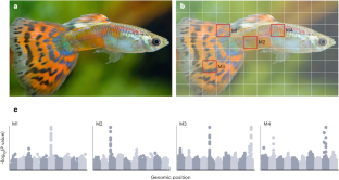 The next generation of colour pattern genomics