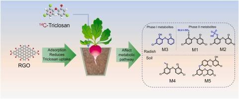 Reduced Graphene Oxide Modulates Bioaccumulation, Persistence, and Metabolic Transformation of 14C-Triclosan in a Soil-Radish System