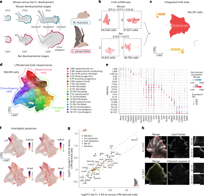 Comparative single-cell analyses reveal evolutionary repurposing of a conserved gene programme in bat wing development