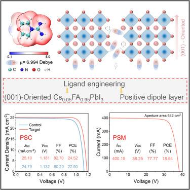 Amidino-based ligand enables oriented crystallization and boosted carrier extraction for inverted perovskite solar cells and modules