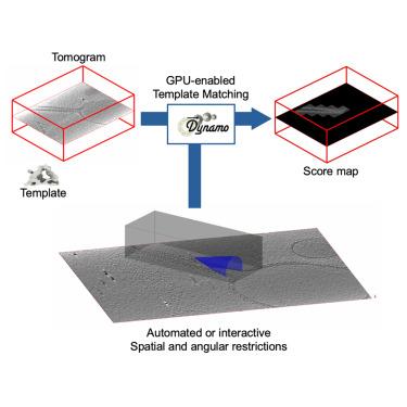 Geometry-aware template matching for cryo-electron tomograms in Dynamo
