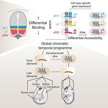 The cis-regulatory logic integrating spatial and temporal patterning in the vertebrate neural tube