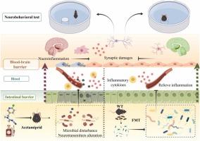 Acetamiprid mediates cognitive dysfunction through the gut-brain axis: synaptic damage and immune-mediated blood-brain barrier dysfunction