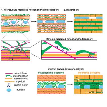 Microtubules coordinate mitochondria transport with myofibril morphogenesis during muscle development
