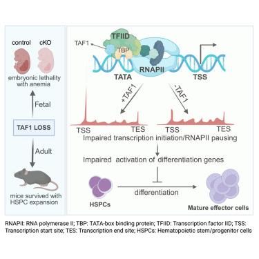 TAF1 is required for fetal but not adult hematopoiesis in mice