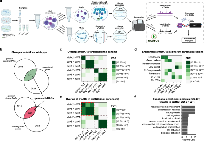 LIN-39 is a neuron-specific developmental determinant of longevity in Caenorhabditis elegans with reduced insulin signaling