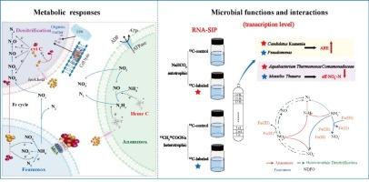 Enhancing nitrogen removal performance under Anammox subjected to nitrite limitation: The impact of Fe2O3 dosing modes and underlying mechanisms