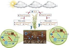 Cadmium accumulation suppresses rice nitrogen use efficiency by inhibiting rhizosphere nitrification and promoting nitrate reduction