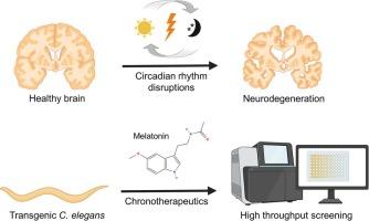 Caenorhabditis elegans as an emerging high throughput chronotherapeutic drug screening platform for human neurodegenerative disorders