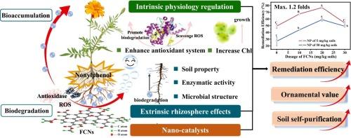Nanocatalytic-Phytoremediation Synergistic Strategy: Functional Carbon Nanodots Enhancing Nonylphenol Biodegradation in Contaminated Soil