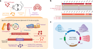 Precise virulence inactivation using a CRISPR-associated transposase for combating Enterobacteriaceae gut pathogens