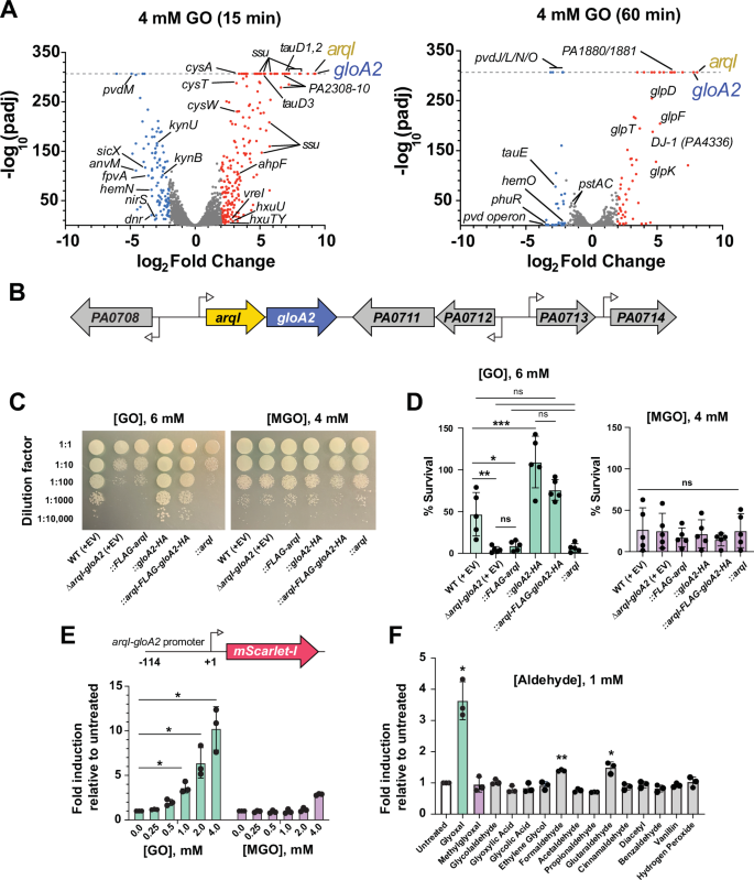 A glyoxal-specific aldehyde signaling axis in Pseudomonas aeruginosa that influences quorum sensing and infection