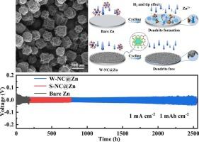 Surface wrinkle modulated pyridinic nitrogen-rich zincophilic sites for stable, fast and uniform zinc deposition