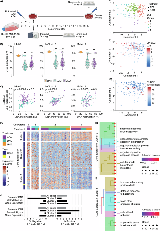 Hypomethylating agents induce epigenetic and transcriptional heterogeneity with implications for acute myeloid leukemia cell self-renewal