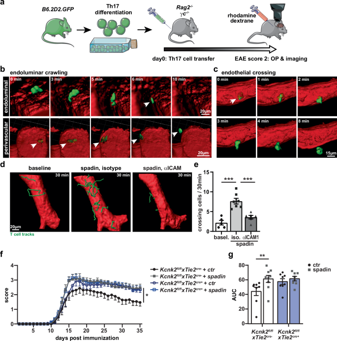The potassium channel K2P2.1 shapes the morphology and function of brain endothelial cells via actin network remodeling