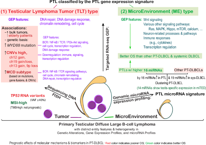 Prognostic gene expression and microRNA profiling signatures and genetic alterations in primary testicular diffuse large B-cell lymphoma