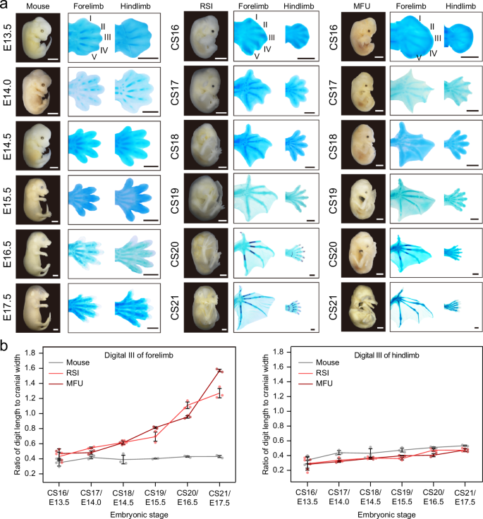 Single-cell expression profiling of bat wing development