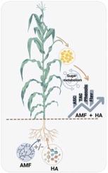 Sugar metabolism and metabolite profiling of maize grains are largely improved by the combination of arbuscular mycorrhizal fungi and humic acid