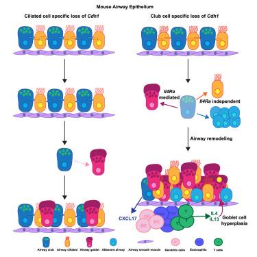 Disruption of E-cadherin in the airway led to dysplastic stressed cells and asthma-like phenotypes