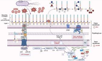 Molecular mechanism of bacterial outer membrane lysis through cold plasma reactive species evolution