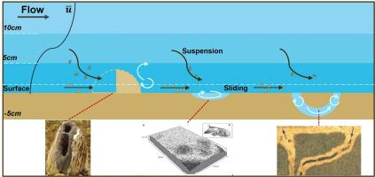 Modeling microplastic transport in open channel flows and ingestion dynamics by benthos