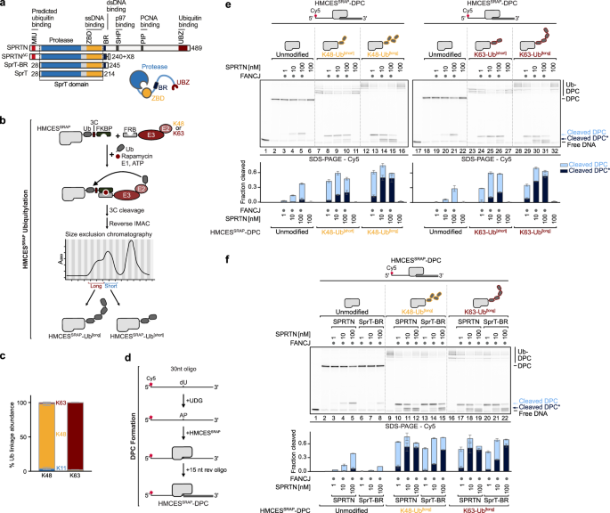 Allosteric activation of the SPRTN protease by ubiquitin maintains genome stability