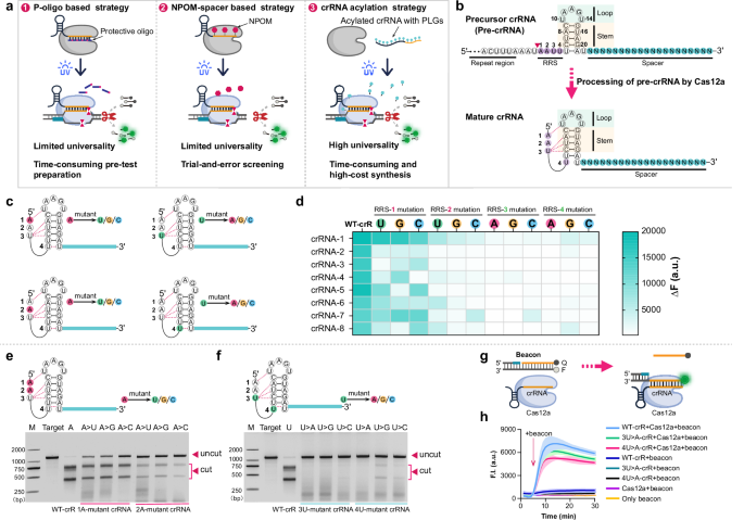 Identification of a key nucleotide influencing Cas12a crRNA activity for universal photo-controlled CRISPR diagnostics