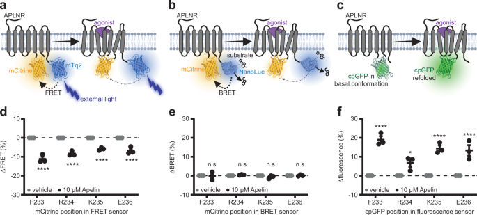 In vivo measurement of an Apelin gradient with a genetically encoded APLNR conformation biosensor