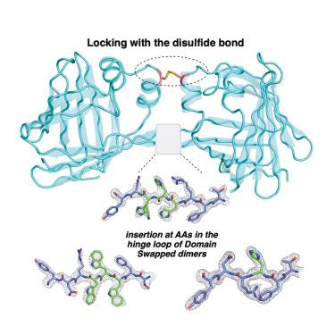 Exploiting a rational β-strand insertion strategy and disulfide locking to mechanically manipulate domain-swapped protein structures
