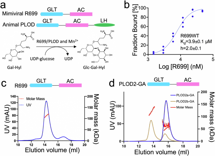 Structural basis of collagen glucosyltransferase function and its serendipitous role in kojibiose synthesis