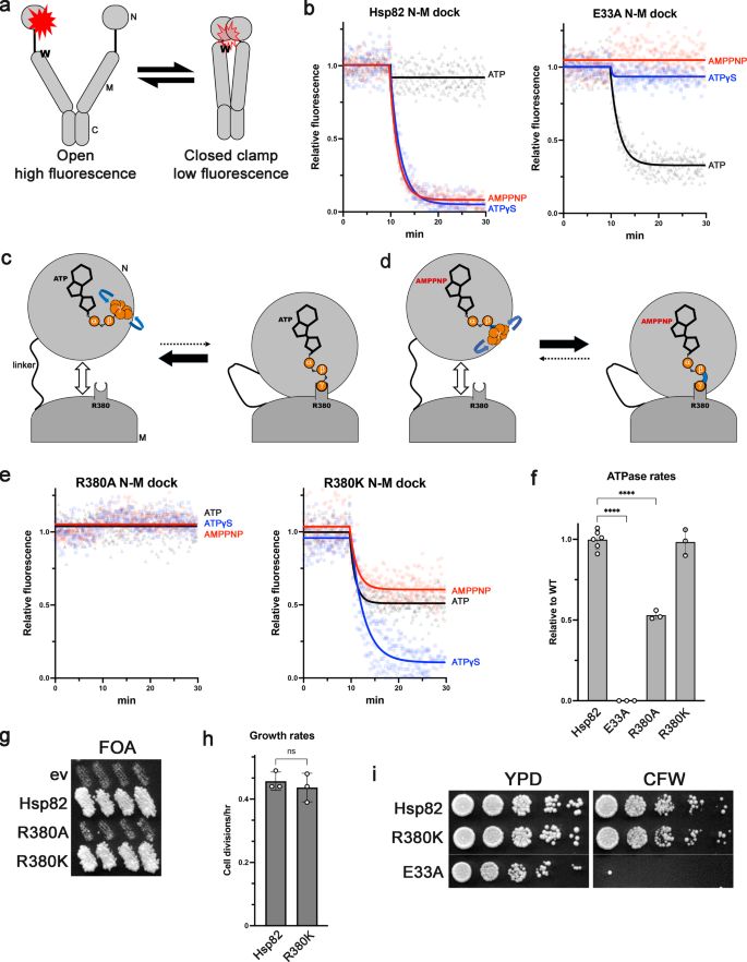ATP plays a structural role in Hsp90 function