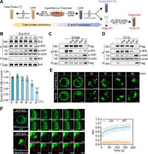 Heat stress targets and degrades BCR::ABL1 oncoproteins to overcome drug-resistance in Philadelphia chromosome-positive acute lymphoblastic leukemia