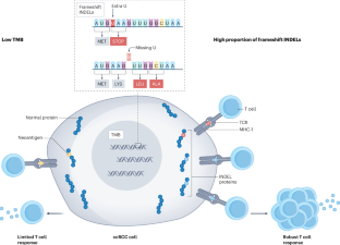 Immunological features of clear-cell renal-cell carcinoma and resistance to immune checkpoint inhibitors