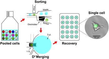 Recovery of phenotypically sorted cells using droplet-digital microfluidics†