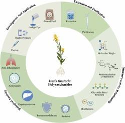 Preparation, structure-activity relationship, biological activities and market applications of Isatis indigotica polysaccharides: A review