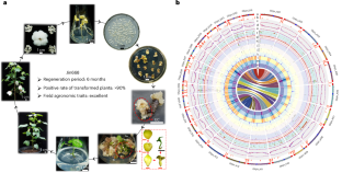 Genome assembly of two allotetraploid cotton germplasms reveals mechanisms of somatic embryogenesis and enables precise genome editing