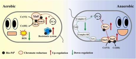 Deciphering bio-Pd0 mediated aerobic-intracellular/anaerobic-extracellular Cr(VI) reduction pathways