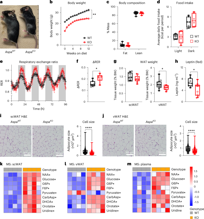 N-acetylaspartate from fat cells regulates postprandial body temperature