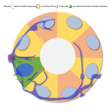 Telocytes deliver essential Wnts directly to murine intestinal stem cells via synapse-like contacts