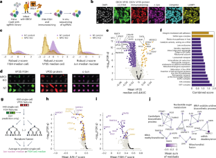 Single-cell image-based screens identify host regulators of Ebola virus infection dynamics