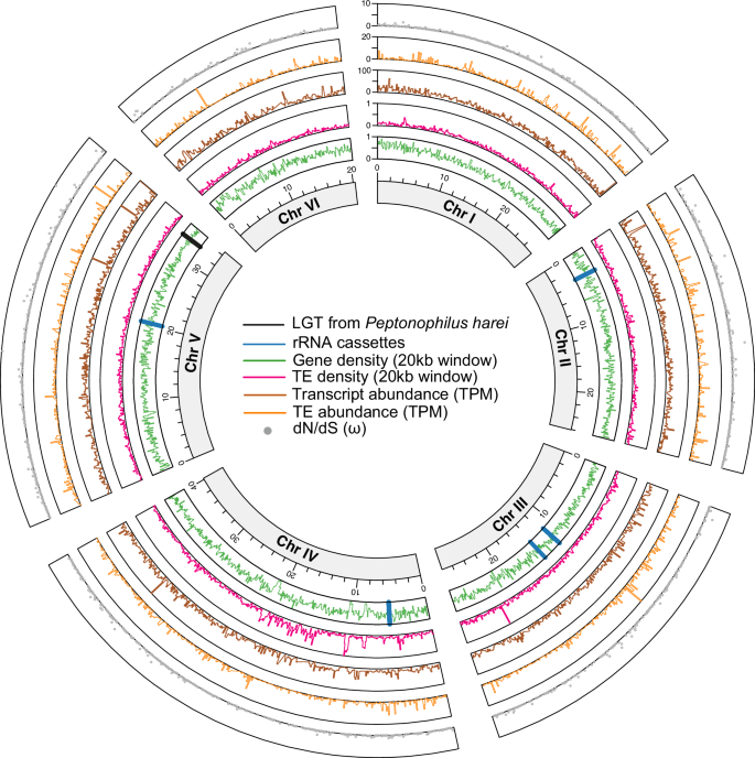Comparative genomics of the parasite Trichomonas vaginalis reveals genes involved in spillover from birds to humans